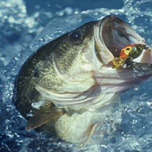 Meet your Posher, Jared